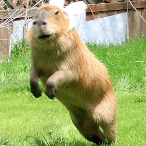 카피바라
