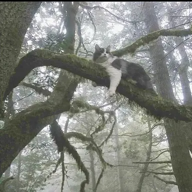 Profile image of Warrior Cats