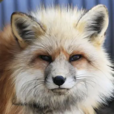 Profile image of 구여우