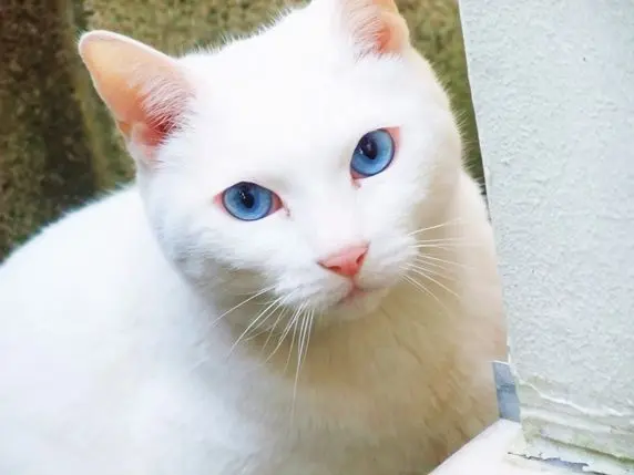 Profile image of サンズ
