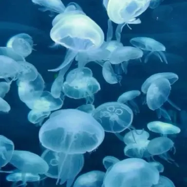 Profile image of 초등교사 되보기