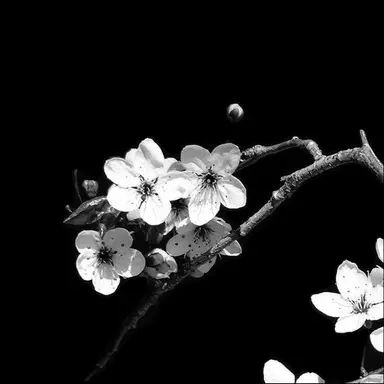 Profile image of 장건영