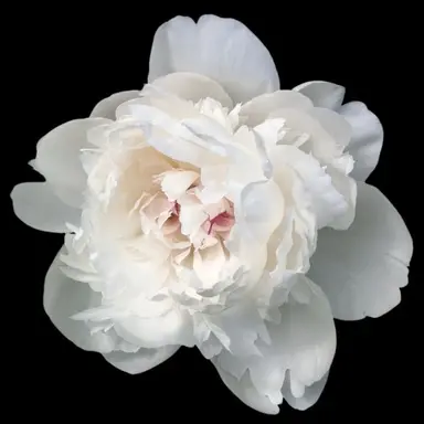 Profile image of 황국평