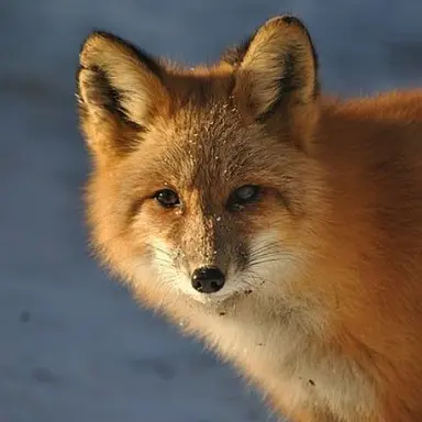 Profile image of 여우