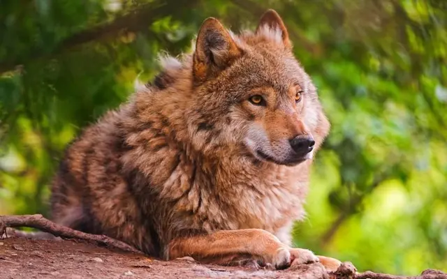 Profile image of Kato