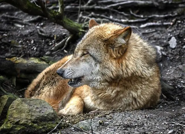 Profile image of Nymeria