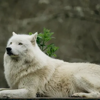 Profile image of Akela