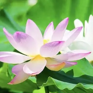 Profile image of 王耀