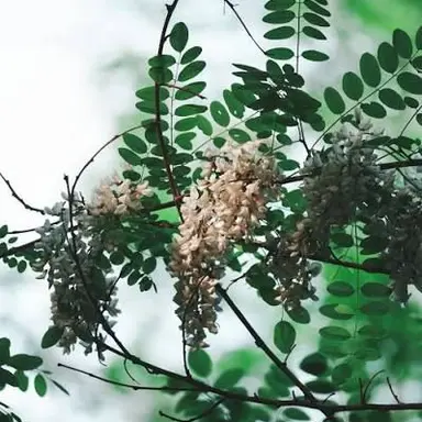 Profile image of 恐竜