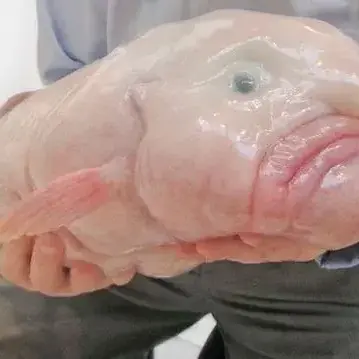 Profile image of 여우