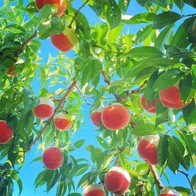 Profile image of 카이가쿠