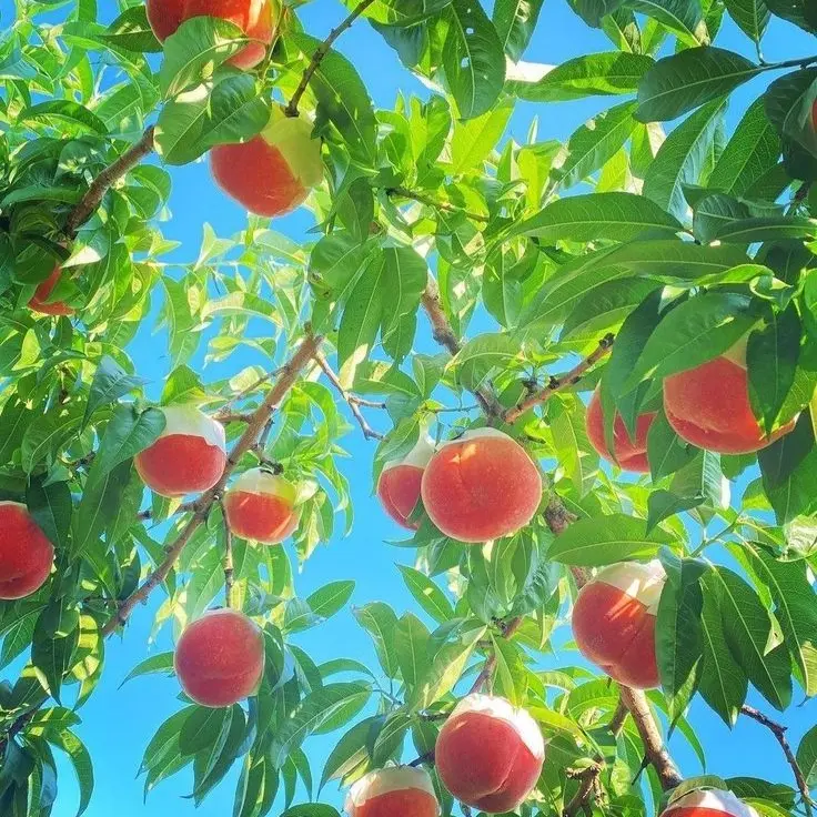 TimidMoss6632의 카이가쿠