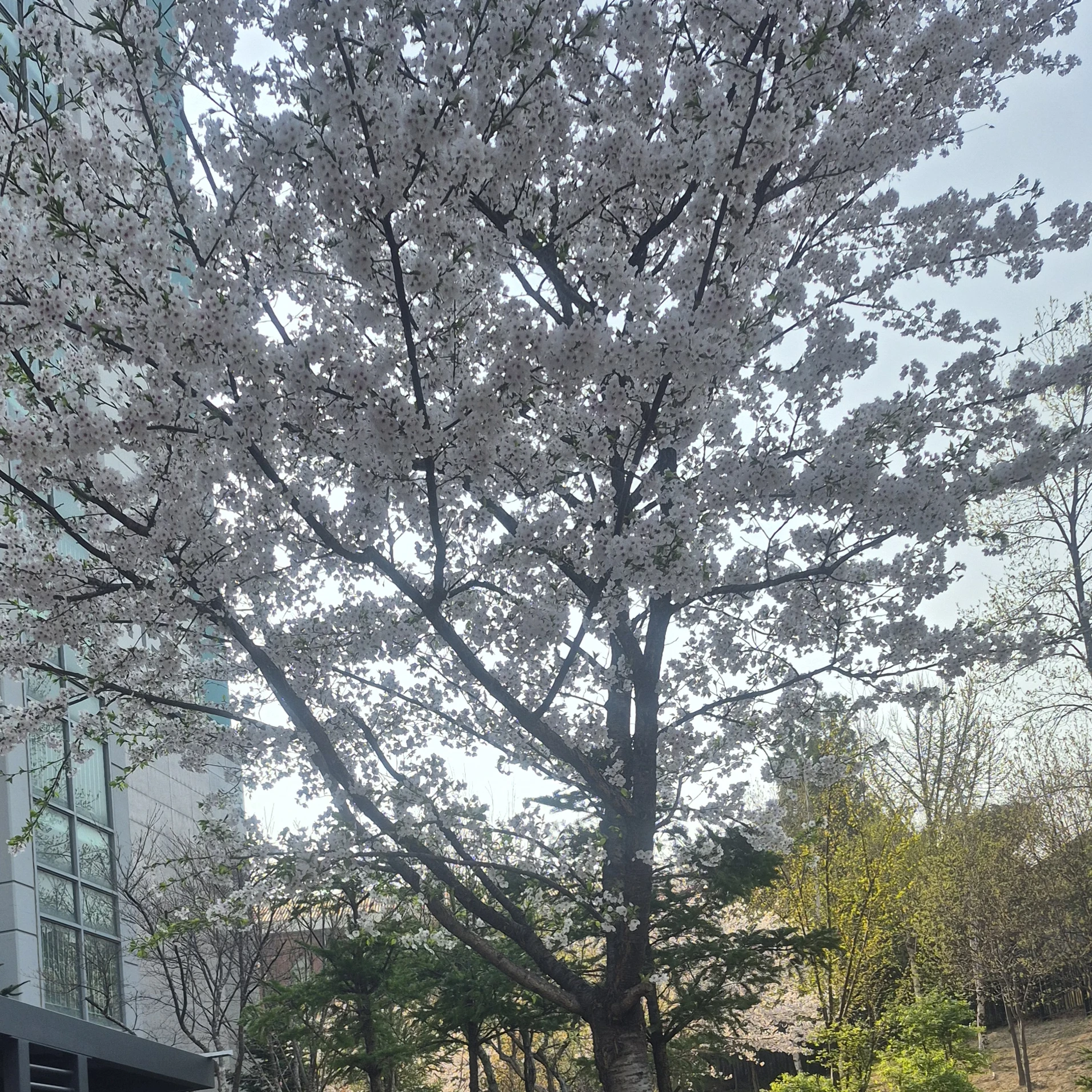 서아린
