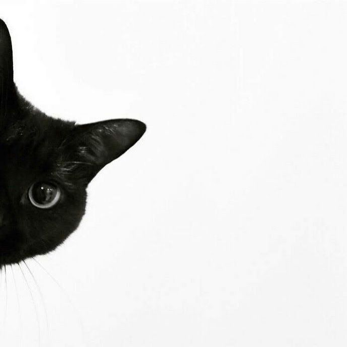 CAT 대표 이미지