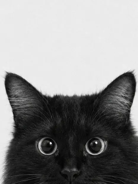 Nikaka의 CAT