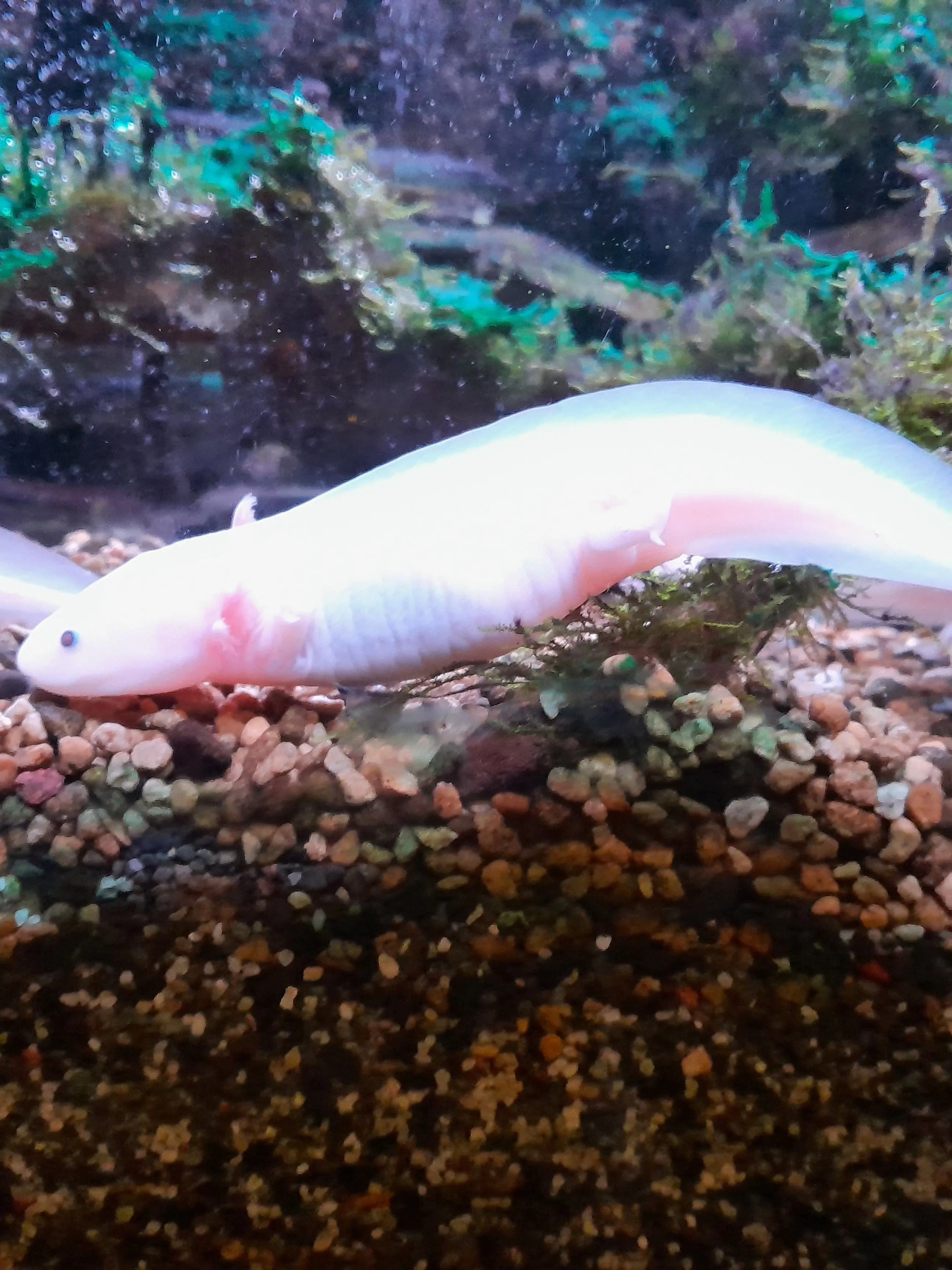 NimbleCold3867의 컨휴 수인학교~!