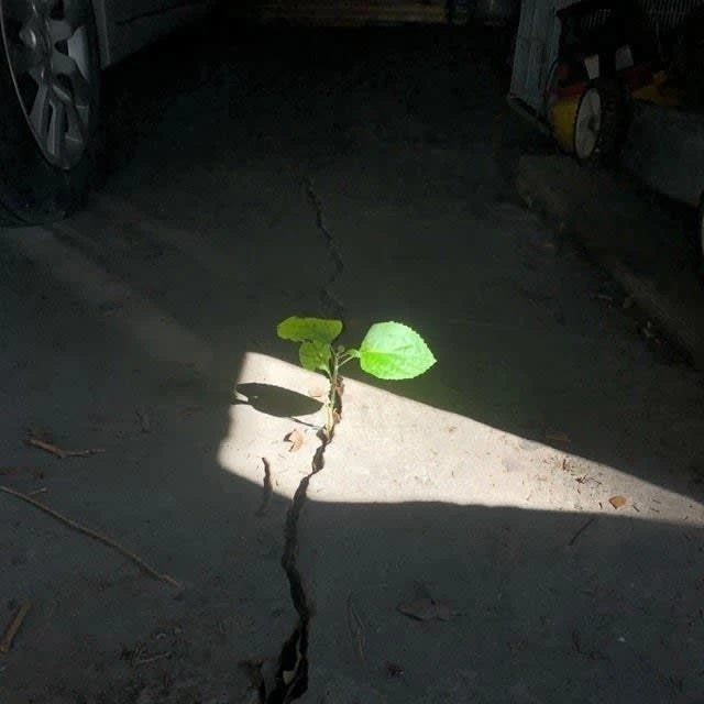 나경