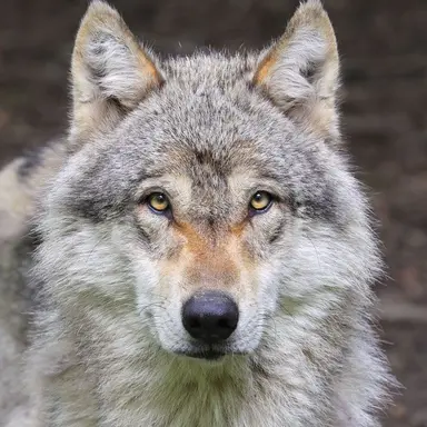 Profile image of 늑대