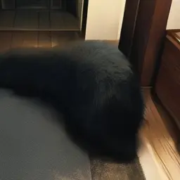 Mikokitsune84의 クサナギ