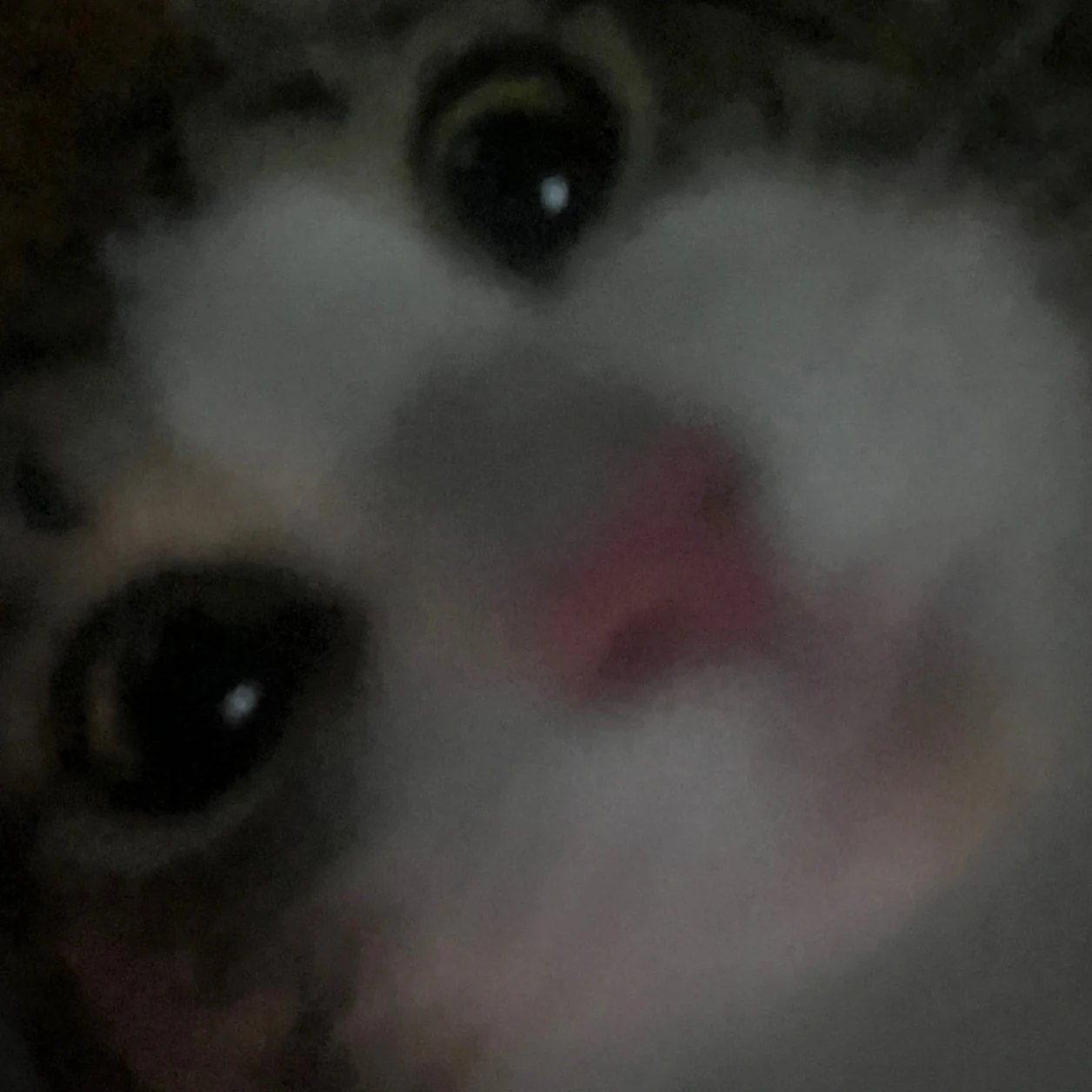 전정국