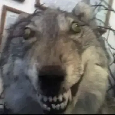 Profile image of Kael