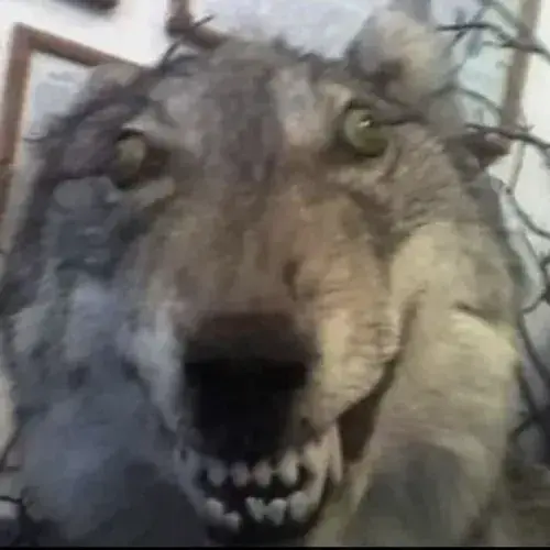 SassySound3807의 Werewolf Breeding