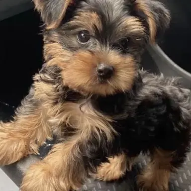 Profile image of Biscuit
