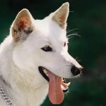 Ddddddog의 진돗개