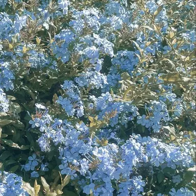 Profile image of 연이