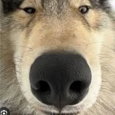 Profile image of 늑대