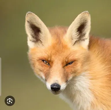Profile image of 狐女