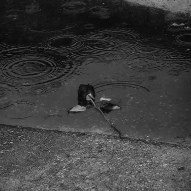 Profile image of 셸리