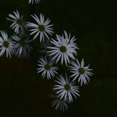 Profile image of 노빌