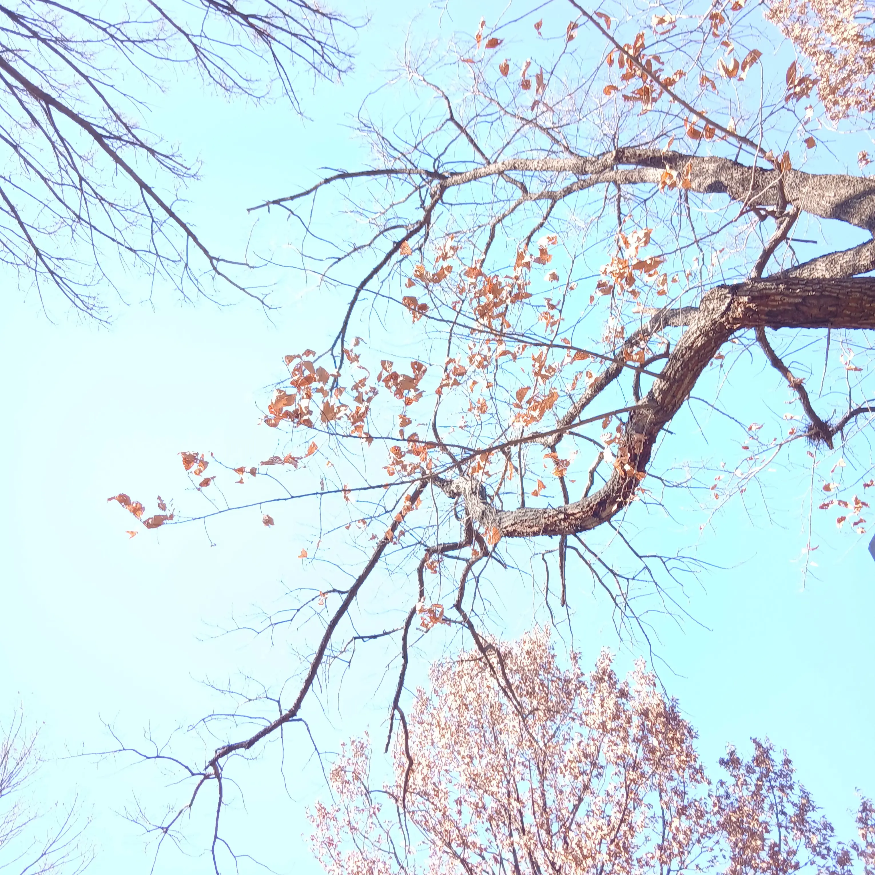 PlumpCoral6538의 대저택 수영장