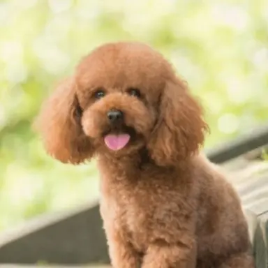 Profile image of 푸딩