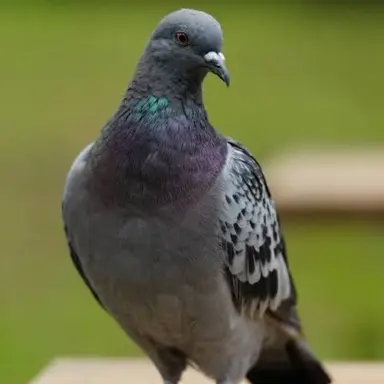 Profile image of Pigeon