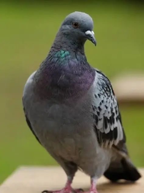 b2130의 Coo-Coo-Coo-Coo