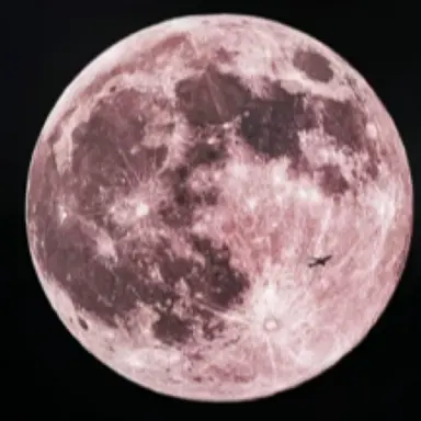 Profile image of 女性陣