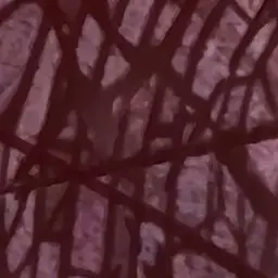 Profile image of 루치오