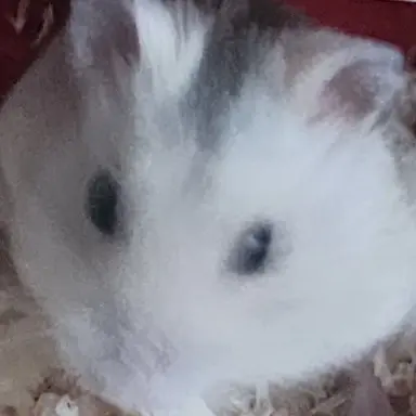 Profile image of 막동이