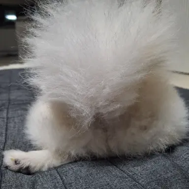 Profile image of 칼라똥꼬