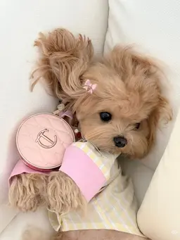Profile image of Cookie