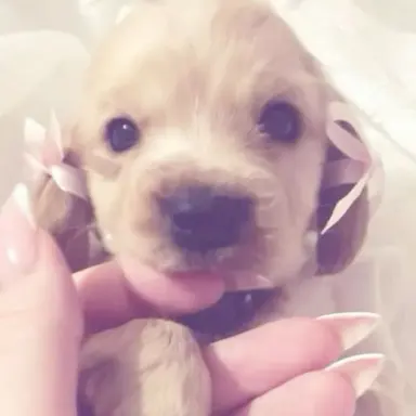Profile image of Cookie