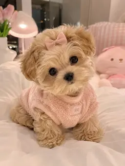 Profile image of Cookie