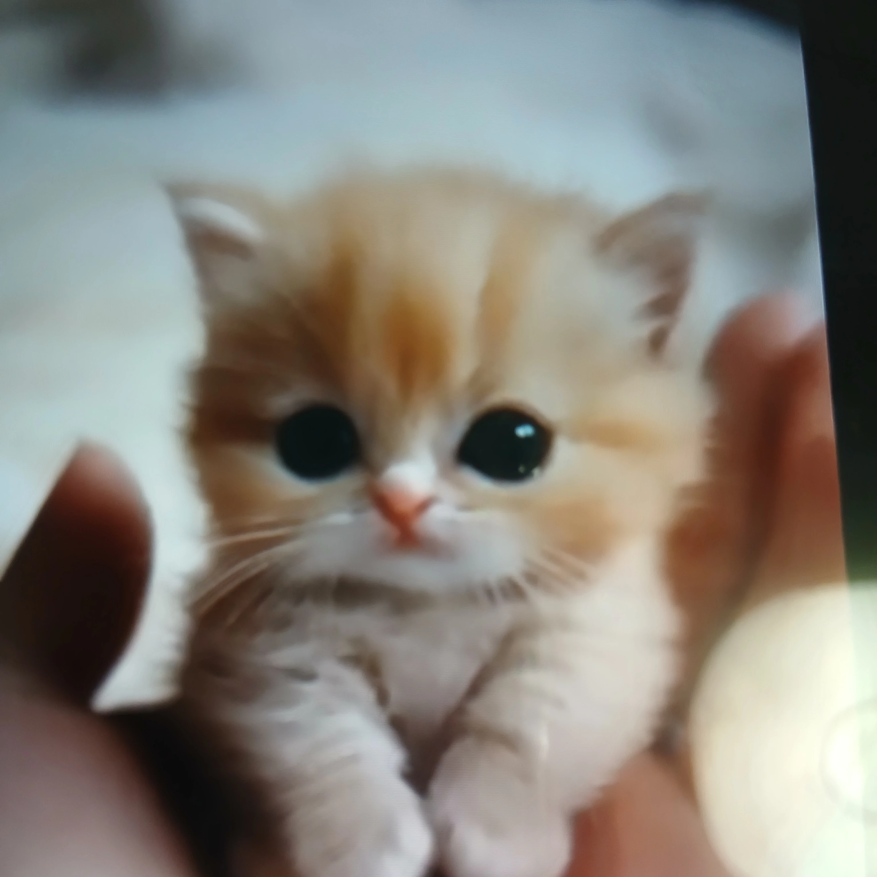 민지