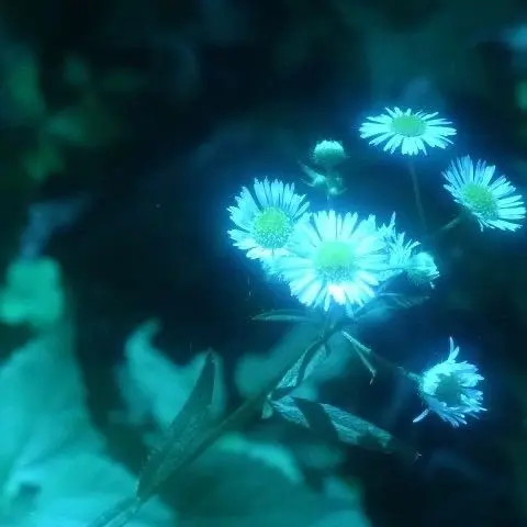 Jo.star의 의식이 흩어지는 순간