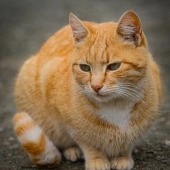 썬