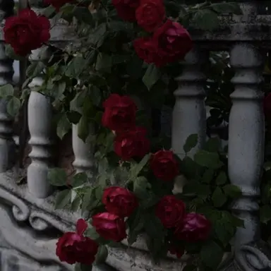 Profile image of 정 공룡