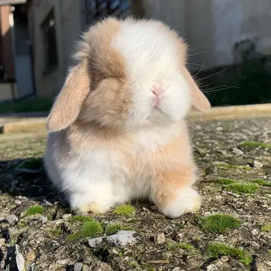 Profile image of 찐빵이