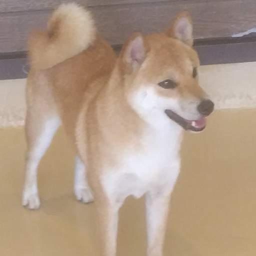 柴犬 - zeta